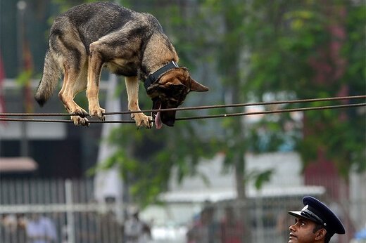 ببینید ؛ مهارت تماشایی یک سگ پلیس در بندبازی!