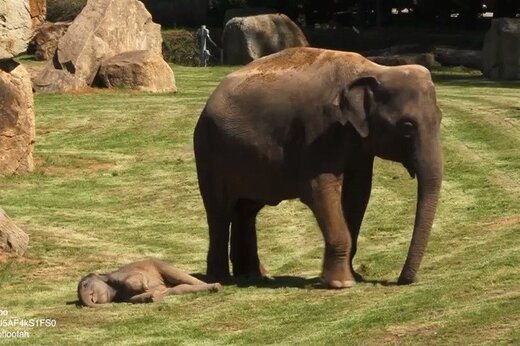 ببینید ؛ حرکت شگفت‌انگیز فیل مهربان در باغ وحش؛ پس دادن پر احساس کفش یک کودک