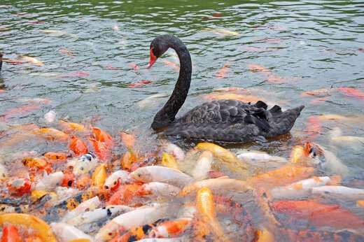 ببینید ؛ غذا دادن جالب یک اردک به ماهی‌های گرسنه