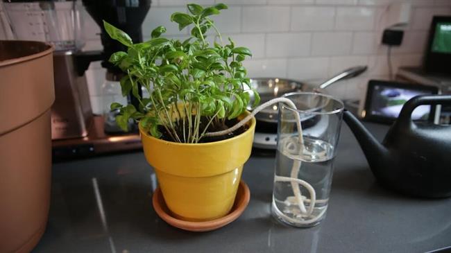 اینفوگرافیک ؛ 4 روش خلاقانه برای آبیاری گیاهان آپارتمانی در طول مسافرت