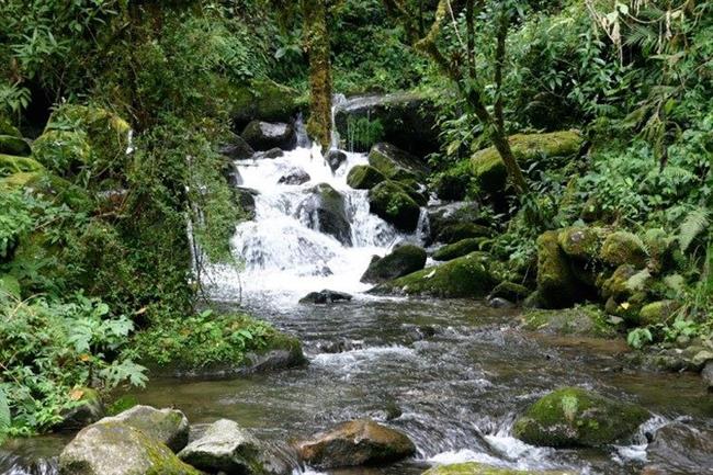 Sendero Los Quetzales