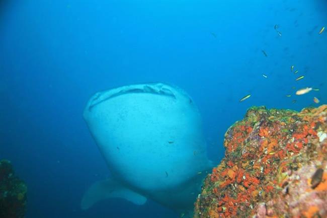 Coiba