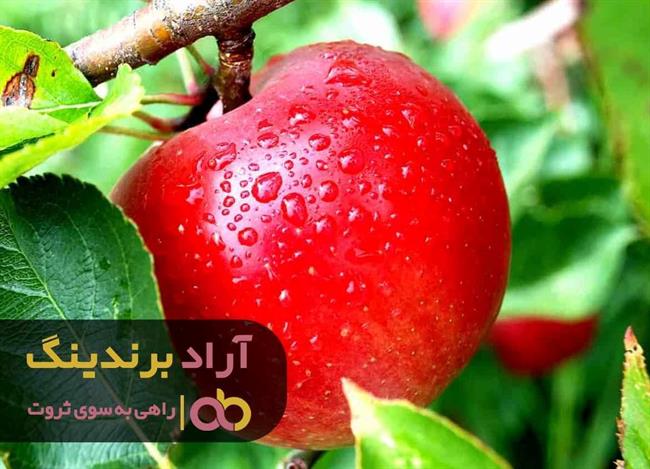 سیب قرمز درختی