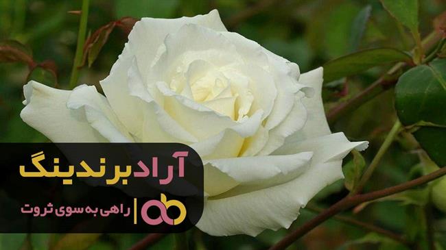 گل رز هلندی