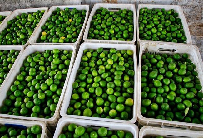 قیمت لیمو ترش شیرازی