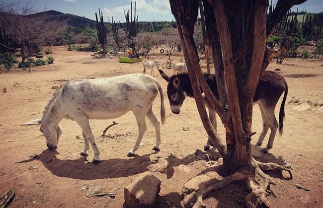 Donkey Sanctuary Aruba