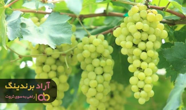 انگور عسگری کاشمر با کیفیت را از کجا تهیه کنیم؟ انگور عسگری کاشمر با کیفیت را از کجا تهیه کنیم؟