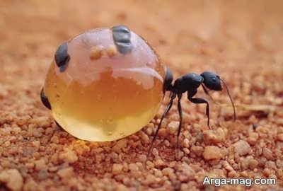 نگاهی به خواص روغن مورچه و کاربردهای آن