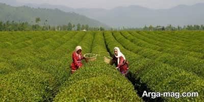 انشا در مورد کشاورزی با مفاهیم ناب