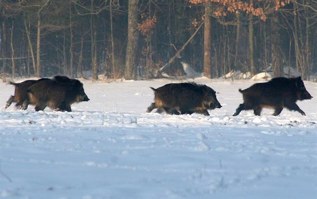 Bialowieza Forest