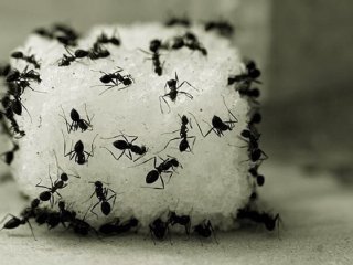 14 ترفند ساده برای دفع سریع مورچه‌ از خانه