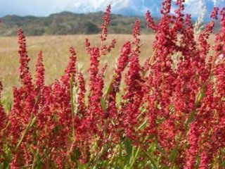 این گیاه برای درمان کم خونی خوب است