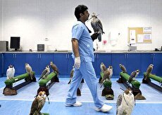 ببینید؛ بیمارستان پرندگان شکاری در قطر/ از جراحی تا تهیه شناسنامه و پاسپورت برای پرندگان