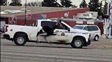 ببینید؛ تعقیب و گریز شتر مرغ‌ها توسط پلیس کانادا