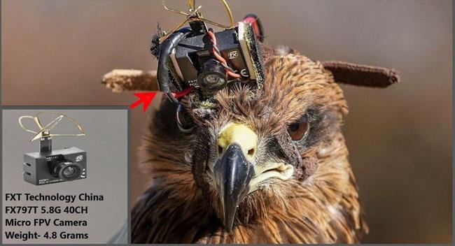 سلاح خلاقانه ضدپهپاد هند، پرنده‌ سیاه پهپادها را شکار می‌کند / عکس