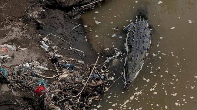 زندگی هیولای ماقبل تاریخ در رودخانه‌ پر از زباله