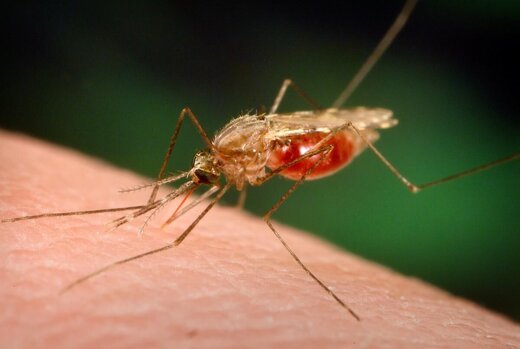 شیوع بیماری خطرناک مالاریا در این استان