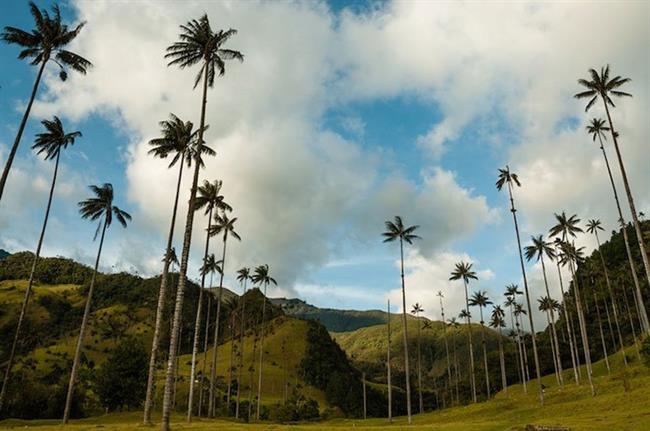 Valle de Cocora