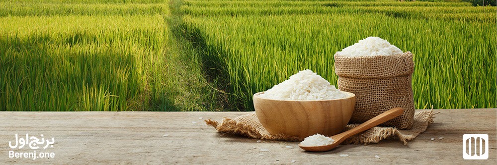 خرید بهترین برنج از کشاورز