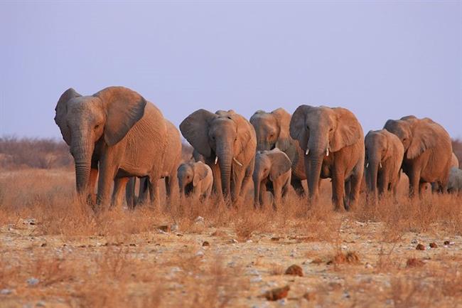 Etosha National Park