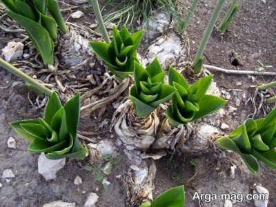خواص روغن پیاز عنصل و عوارض ناشی از مصرف این گیاه
