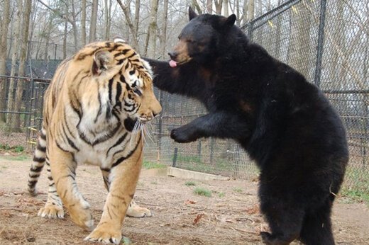 ببینید ؛ لحظه ترسناک حمله خرس سیاه به ببر غول‌پیکر