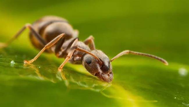توانایی حیرت‌آور مورچه‌ها در تشخیص سرطان