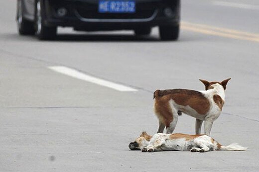 ببینید ؛ تصادف دلخراش موتورسوار با یک سگ