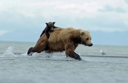 ببینید ؛ نجات یک توله خرس از غرق شدن توسط مادرش