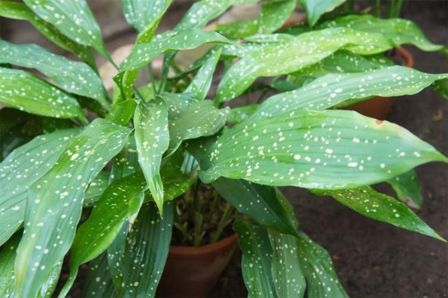 Cast Iron Plant (Aspidistra elatior)