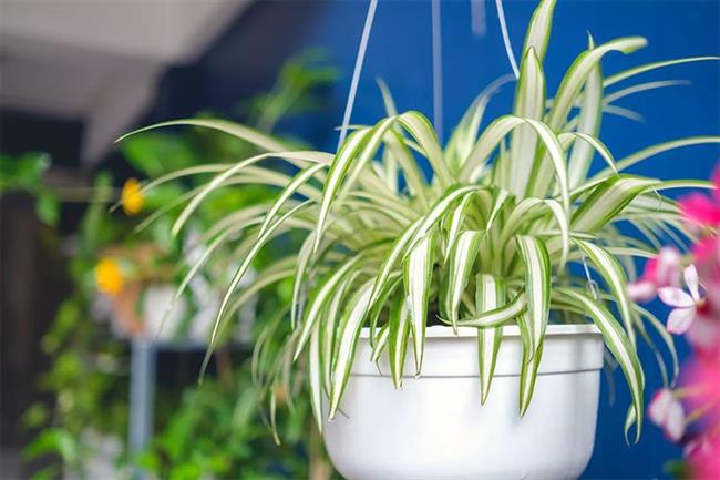 Spider Plant (Chlorophytum comosum)