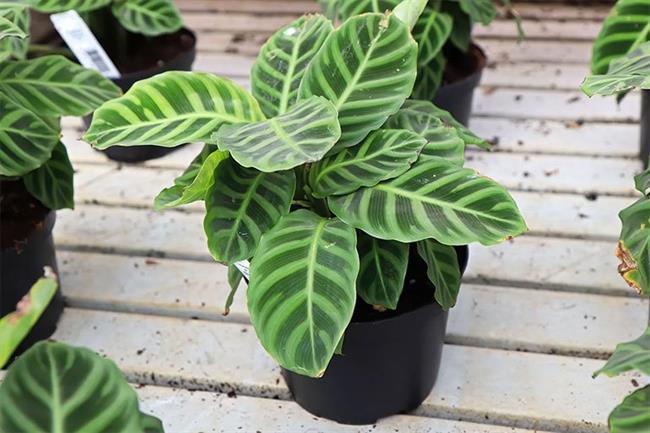 Zebra Calathea (Calathea zebrina)