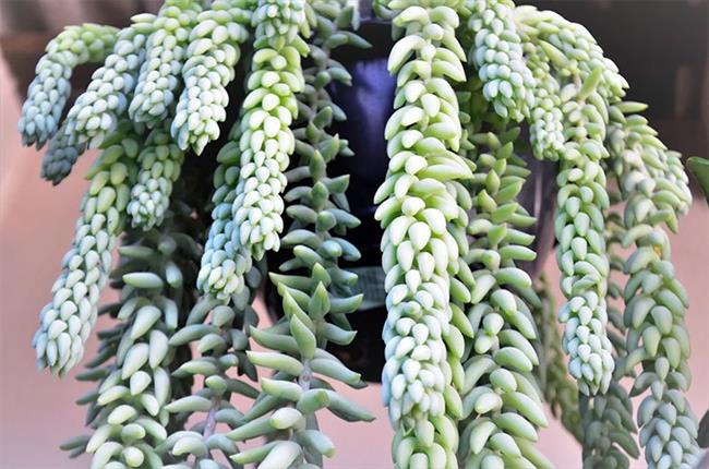 Burro’s Tail (Sedum morganianum)