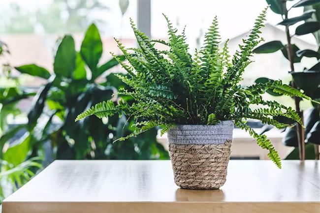 Boston Fern (Nephrolepis exaltata ‘Bostoniensis’)