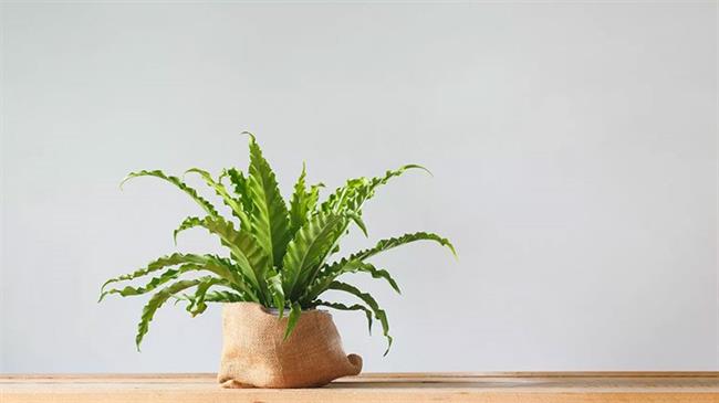 Bird’s Nest Fern (Asplenium nidus)