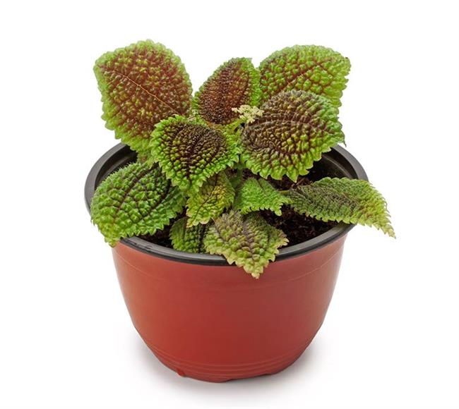 Friendship Plant (Pilea involucrata)