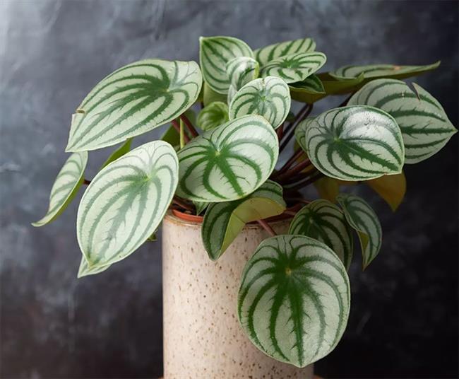 Watermelon Peperomia (Peperomia argyreia)