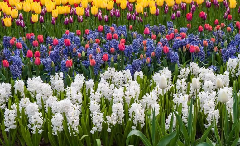 6 گل پیازی برای بهاری پر گل