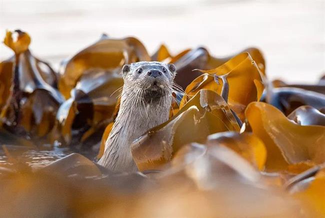 Winter is a fantastic time to spot otters as they feed during the day, and there is far less daylight.Brydon Thomason/Shetland Nature