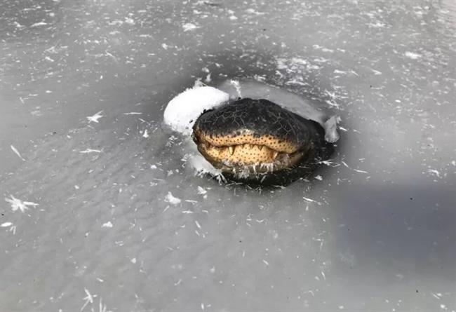 تقلای تمساح بی‌نوا برای زنده ماندن دریاچه یخ‌زده / عکس