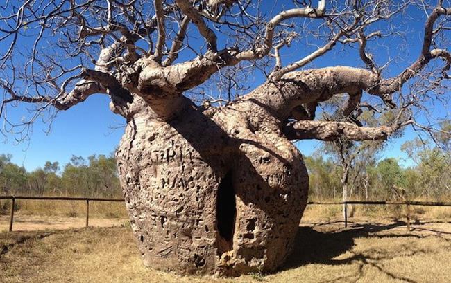 Boab Prison Tree