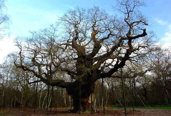 Major Oak