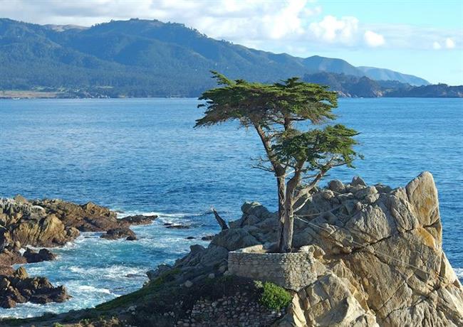 Lone Cypress