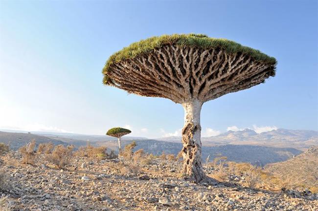 Socotra Dragon Trees