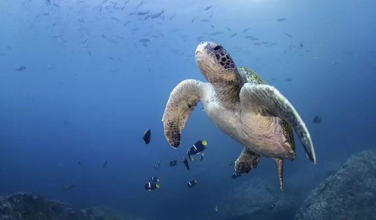 بهترین زمان سفر به جزایر گالاپاگوس