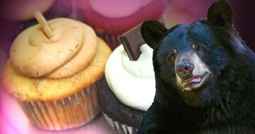 حمله خرس به شیرینی‌فروشی/ عکس