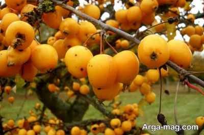 طرز تهیه کمپوت ازگیل خانگی با طعم ایده آل