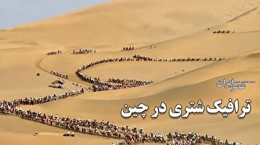 تصاویری عجیب از ترافیک شتر سواری در چین/ تفریح جدید در تابستان (فیلم)