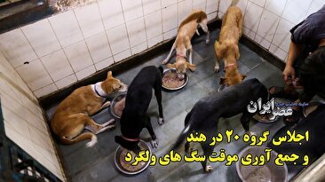 هند برای حفظ پرستیژ در اجلاس گروه 20 سگ‌های ولگرد را جمع می‌کند (فیلم)