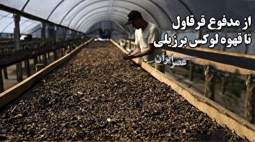 تولید قهوه گران از مدفوع پرنده برزیلی/ نیم کیلو 100 دلار (فیلم)